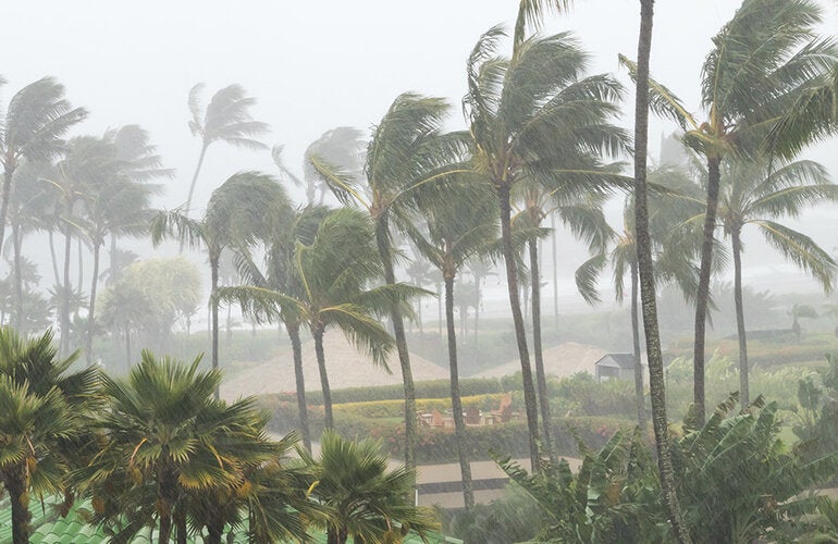 palm trees in a hurricane