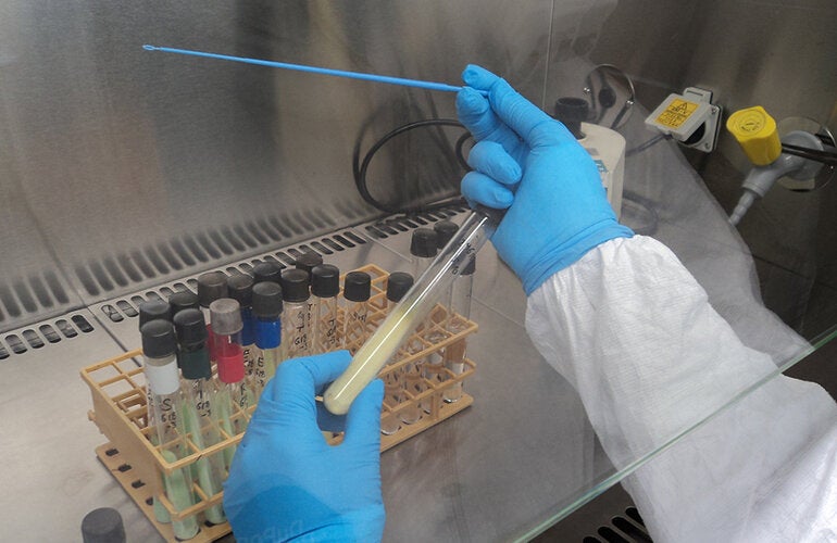 Laboratorios del Caribe se capacitan en gestión de calidad para detección y vigilancia de resistencia antimicrobiana en proyecto liderado por Argentina con apoyo de OPS