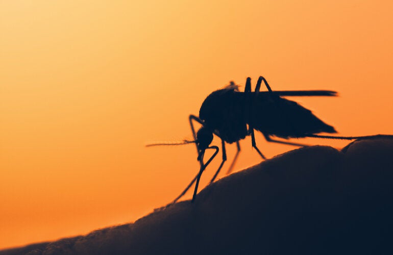 Por meio do World Mosquito Program, conduzido no Brasil pela Fiocruz, a OPAS concluiu a avaliação externa do uso da Wolbachia na cidade de Niterói
