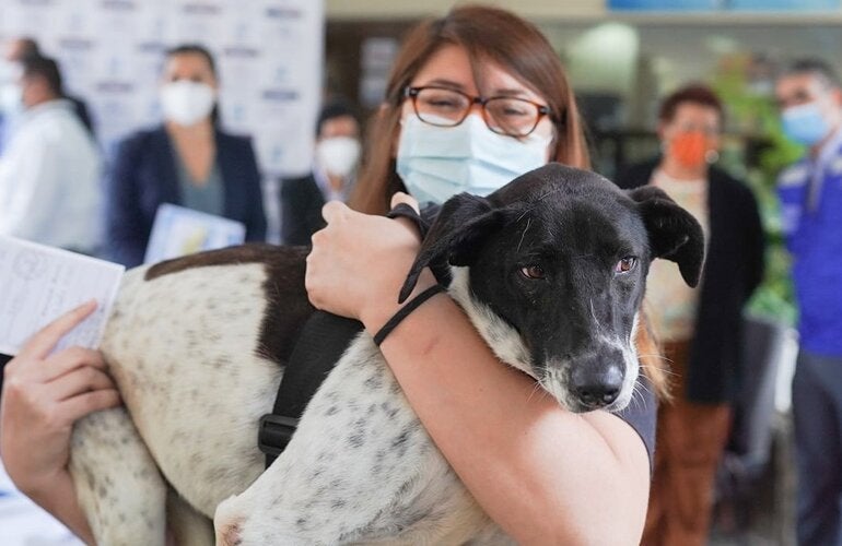 Campaña de vacunación antirrábica canina