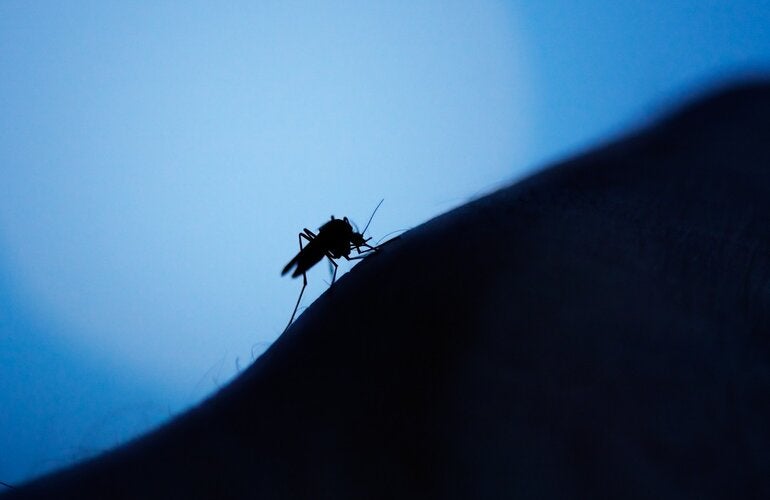 Mosquito Aedes em braço humano