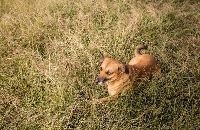 Vaccination campaign against rabies in Guatemala