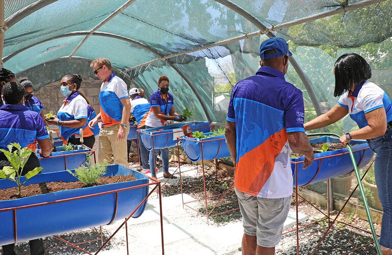 Staff planting vegetables