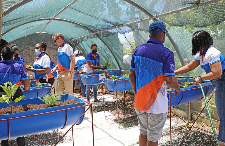 Staff planting vegetables