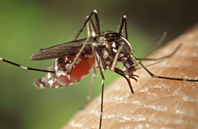 mosquito-malaria-2022-pan-1500x750.png
