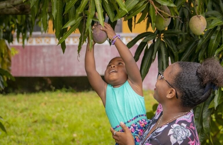 Caribbean Mom helping daughter - CCCCC owned pick a mango - CCCCC owned 