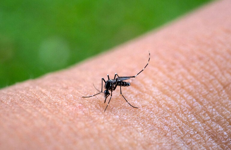 Aedes mosquito