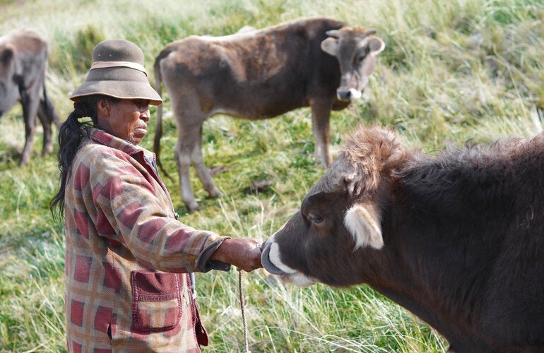 Vacas, libre de fiebre aftosa sin vacunación