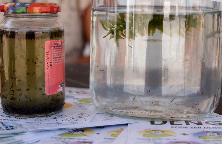 luta contra a dengue