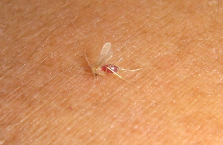 mosquito leishmaniasis