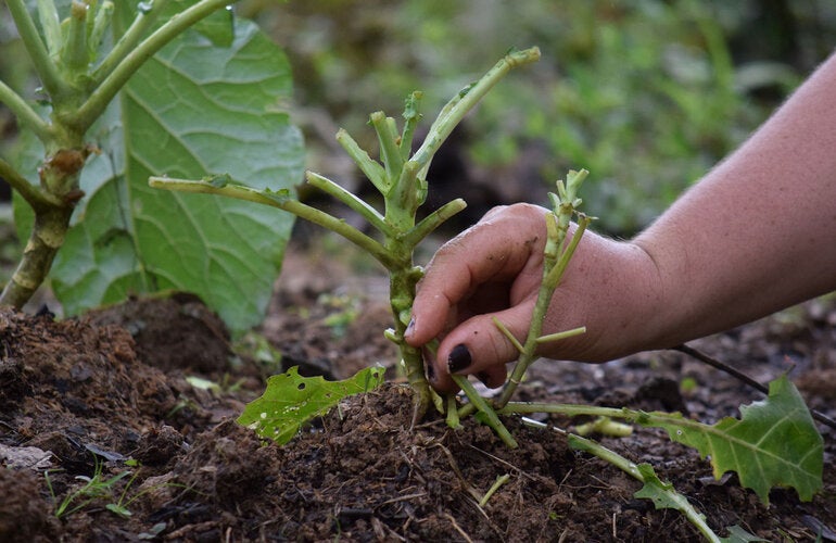 una mujer cuida planta