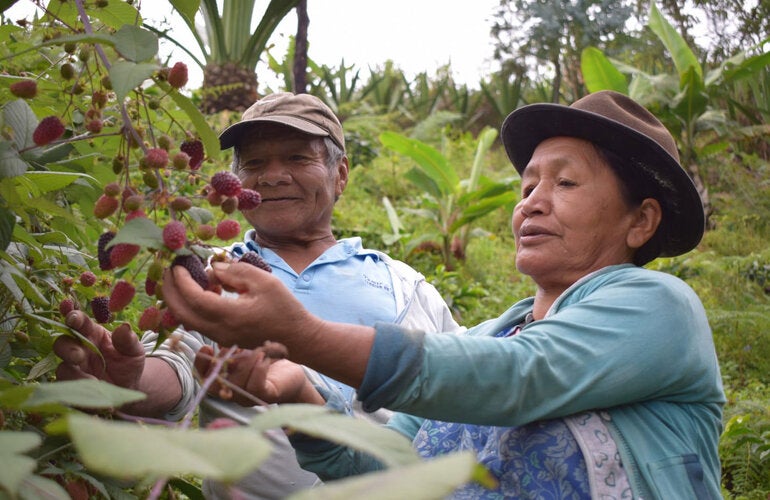 Homem colhendo morangos