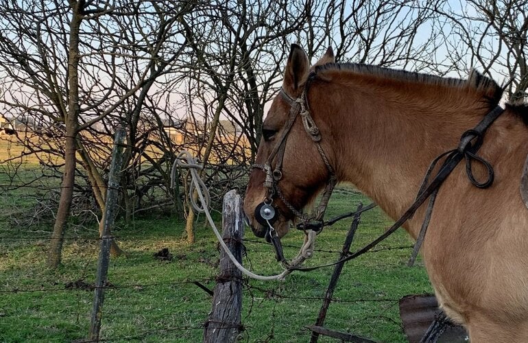 Foto de caballo en el campo