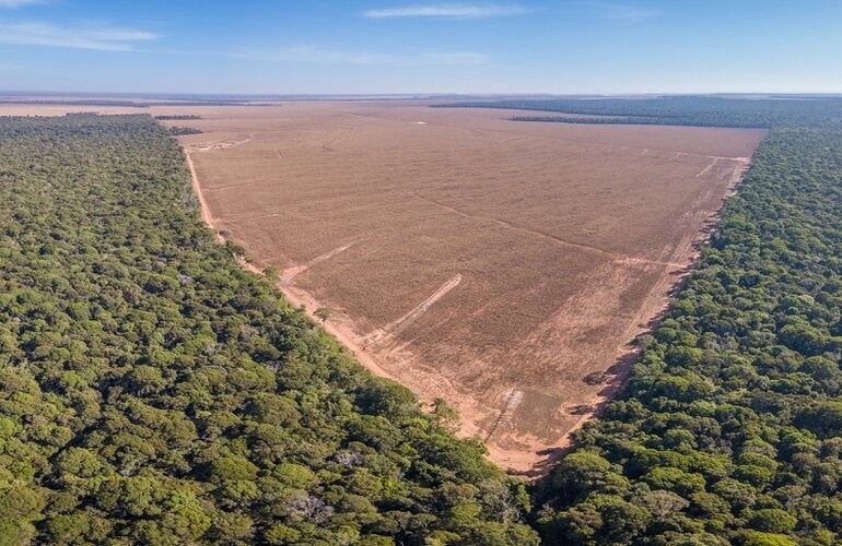 Deforestación en la selva.