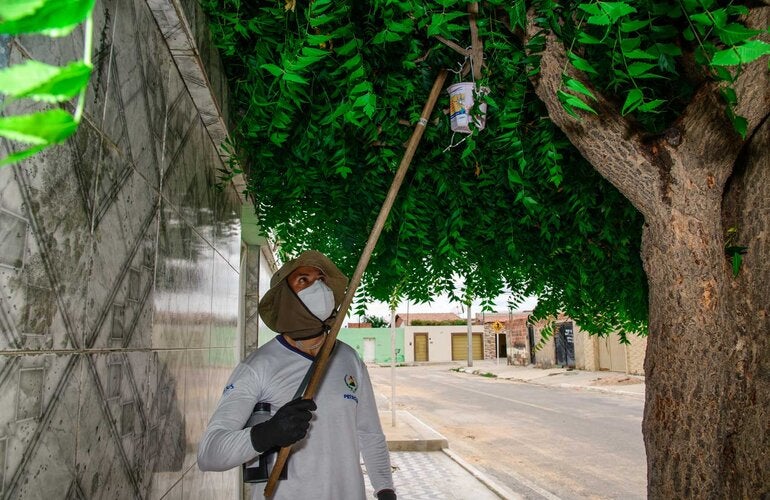 soltura dos mosquitos