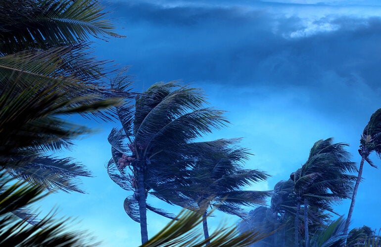 Trees blowing in hurricane force winds