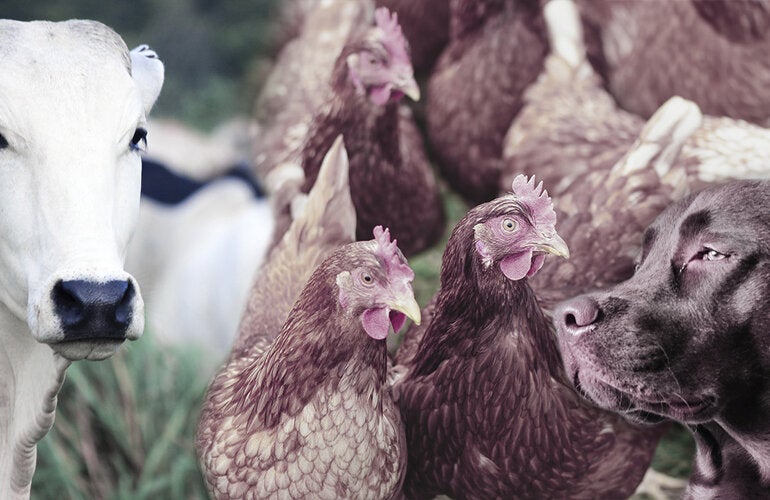 decorative collage of domestic animals