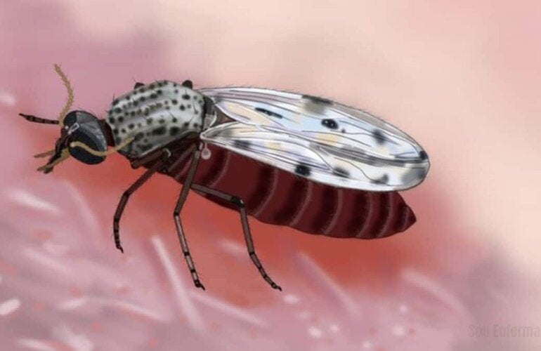 Ilustración del culicoides