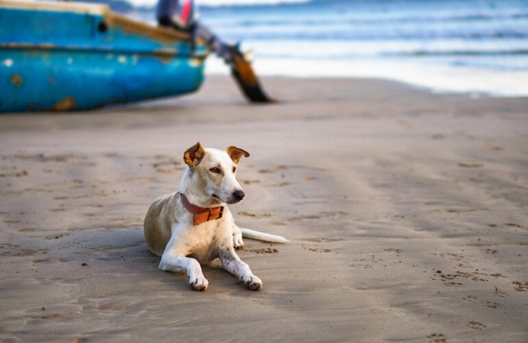 Dog on beach