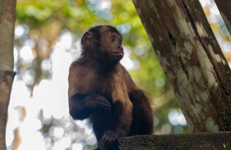 Monkey in the Colombian Amazon. Monkeys are natural sentinels: their death can provide early warning of the spread of the yellow fever virus, allowing immediate control measures to be implemented.