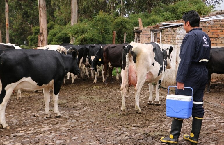 médico veterinario de AGROCALIDAD, Ecuador, con vacas