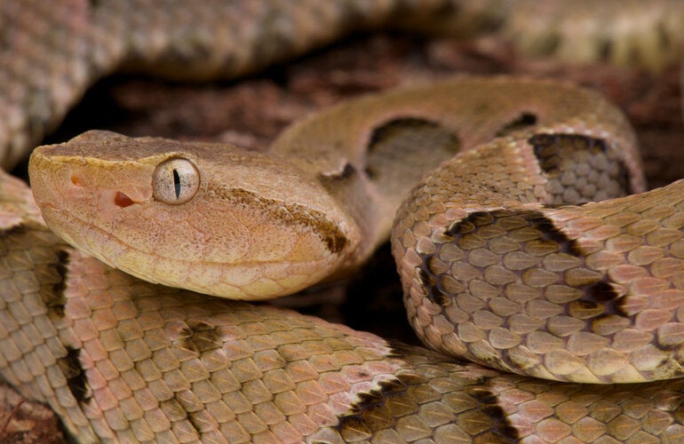 Venemous snake