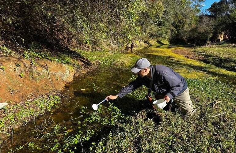 Foto de búsqueda y captura de insectos