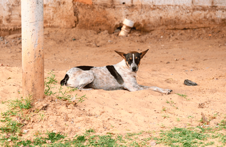 perro tumbado en la calle