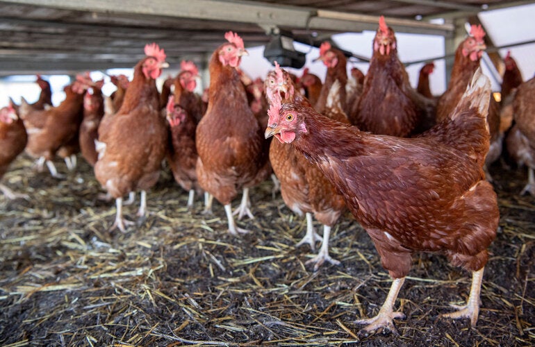 Chickens indoors