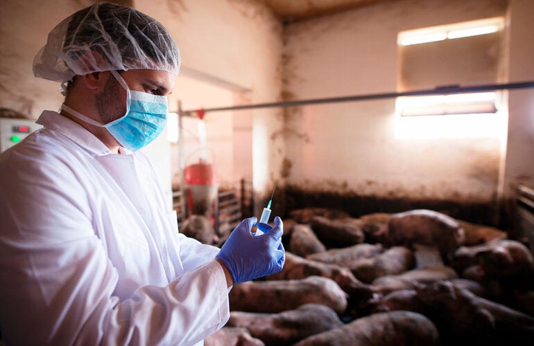 vetrinario con jeringuilla y cerdos detrás