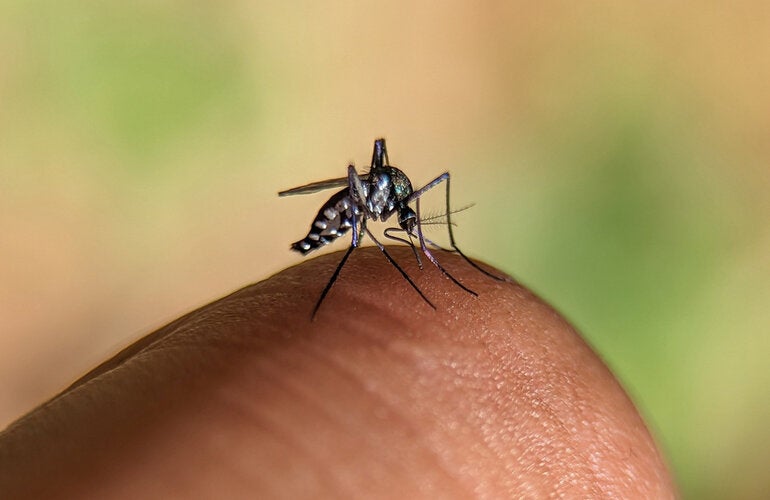 	 haemagogus janthinomys