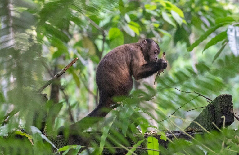 macaco na árvore