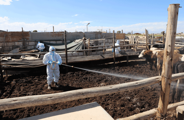 técnico paramentado con EPI desifectando área con vaca en simulacro de fiebre aftosa
