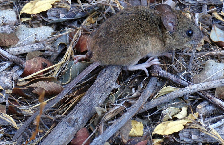 Ratón colilarga