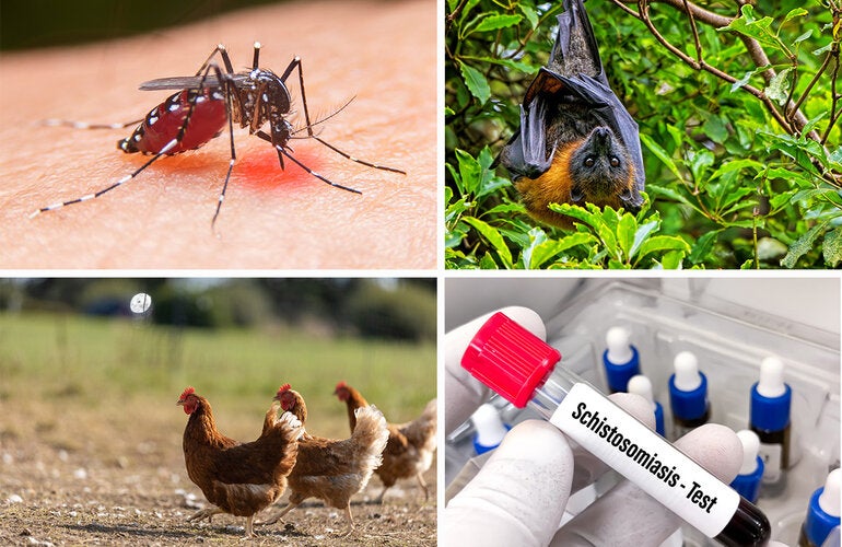 Collage of mosquito, bat, chickens and schistosomiasis image