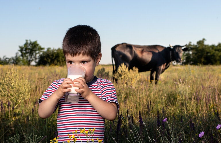 niño bebiendo leche en campo con vaca en el fondo para representar la amenaza de la brucelosis