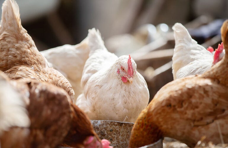 Gallinas de granja