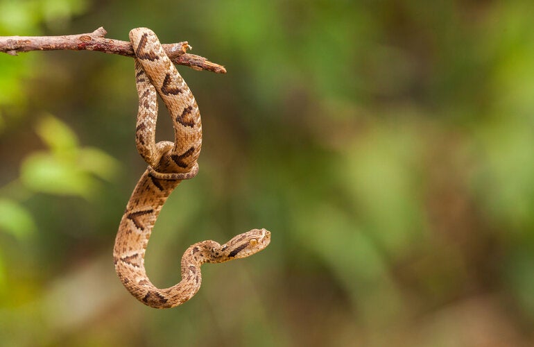 serpiente venenosa bothrops en la naturaleza