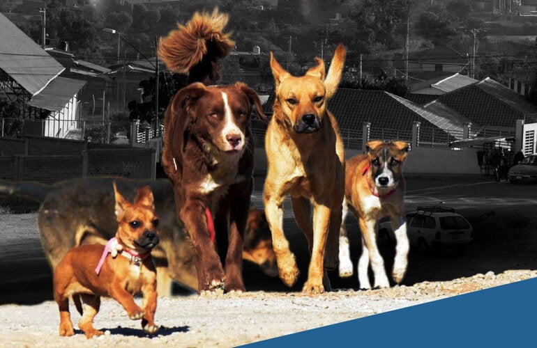 Group of five dogs in different sizes and breeds