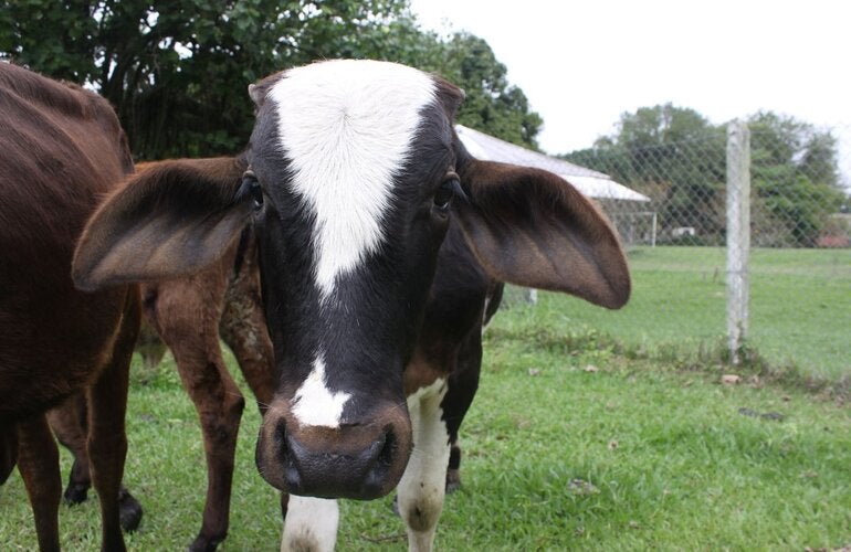 simulacro contra focos de fiebre aftosa