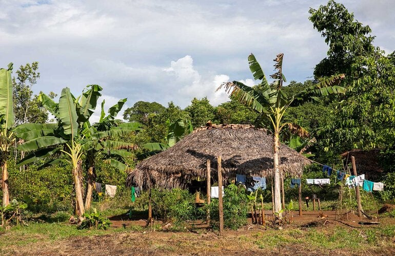 Brazil and PAHO collaborate to control sand flea disease