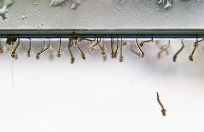 Larvas de mosquito