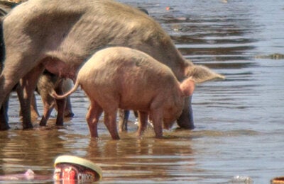 Study reviews efficacy and safety of drugs against taeniasis caused by the pork tapeworm