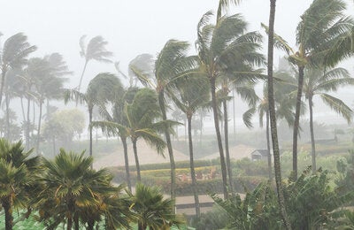 palm trees in a hurricane