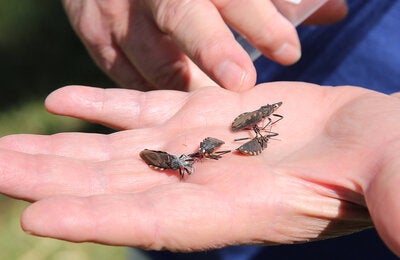 chagas