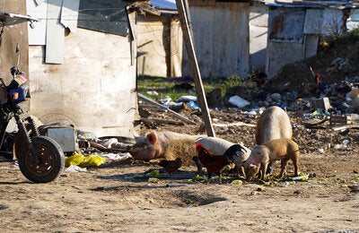 Los cerdos pueden transmitir la Teniasis/cisticercosis