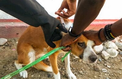 a dog calmly receives his rabies vaccination