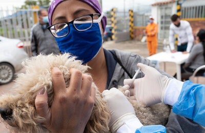 Día Mundial Contra la Rabia 2020