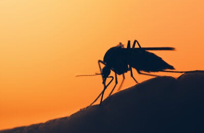 Por meio do World Mosquito Program, conduzido no Brasil pela Fiocruz, a OPAS concluiu a avaliação externa do uso da Wolbachia na cidade de Niterói
