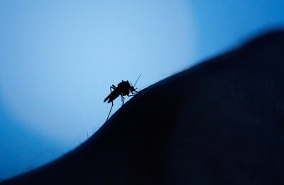 Mosquito Aedes em braço humano